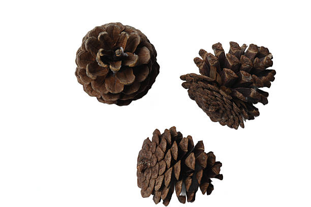 istock Collection of Various Natural Pine Cones on White Background 2244105488