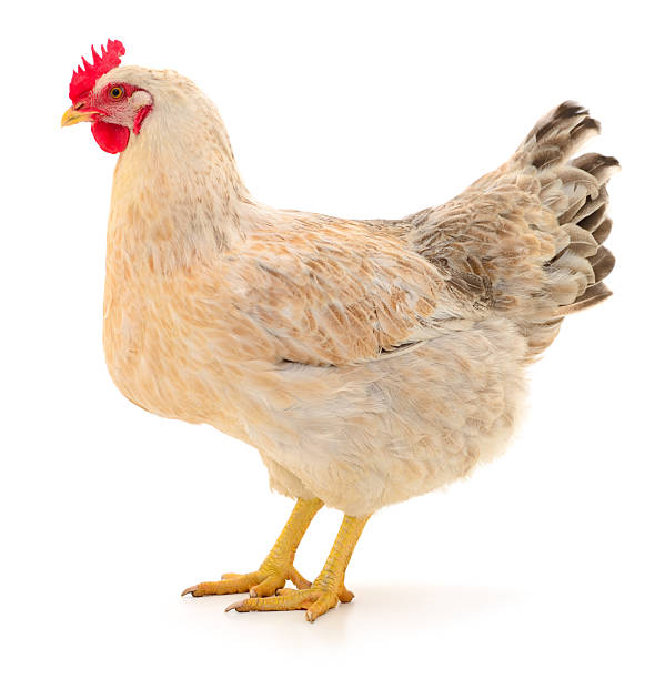 istock Light brown laying hen isolated on white background 2244105489