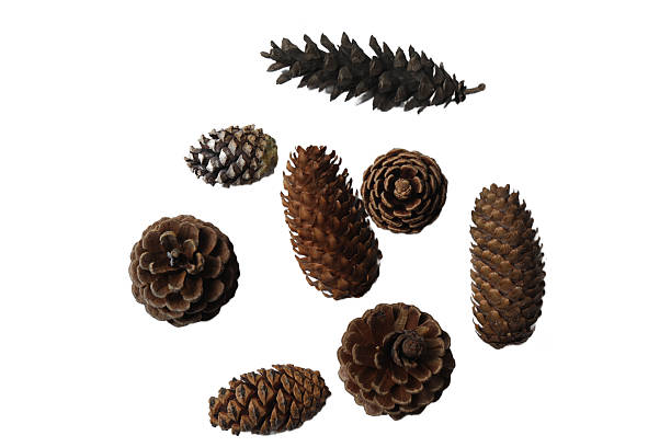 istock Collection of Various Natural Pine Cones on White Background 2244105576