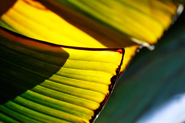 Banana Tree Leaves in sunlight
