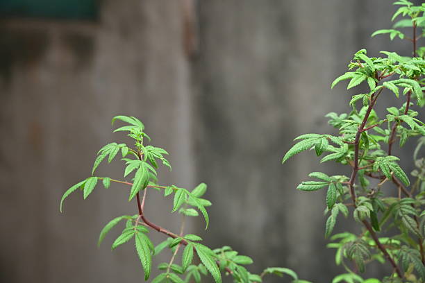 istock Green leafy plant with reddish stems in sharp focus against soft blurred concrete wall 2244107488
