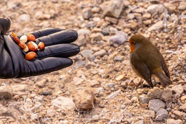 Ornithologist gently holds a european robin during a bird girdling day in a forest, contributing to scientific research and conservation efforts