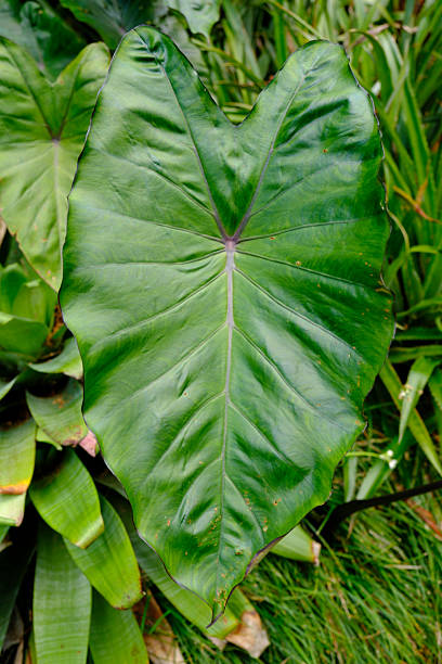 Close-up on a large green leaf in a garden