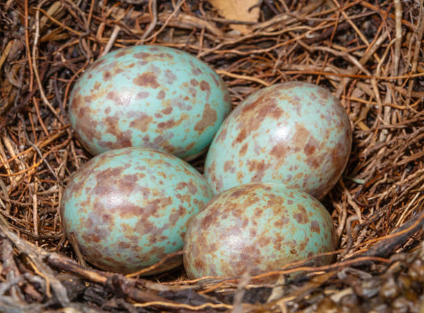 istock Four blackbird eggs in a nest in North Carolina 2244108342