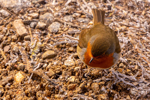 cute European robin close-up portrait