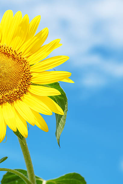 Close up vertical photograph of a sunflower with ample copy space above it.