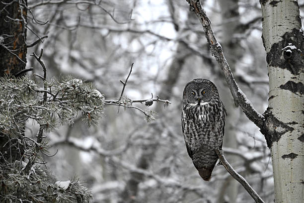 Great Grey Owl camouflaged in the forest of Alberta during a snowfall, Canada