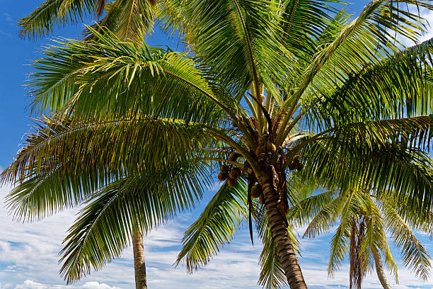 istock Rest and relaxation in this tropical paradise 2244109864
