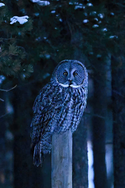 istock Great Grey Owl camouflaged in the forest of Alberta, vertical view ,Canada 2244109931