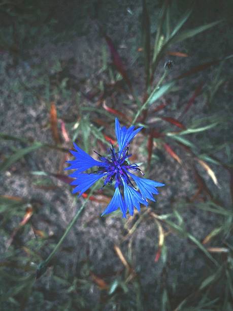 One blue cornflower in a field in summer