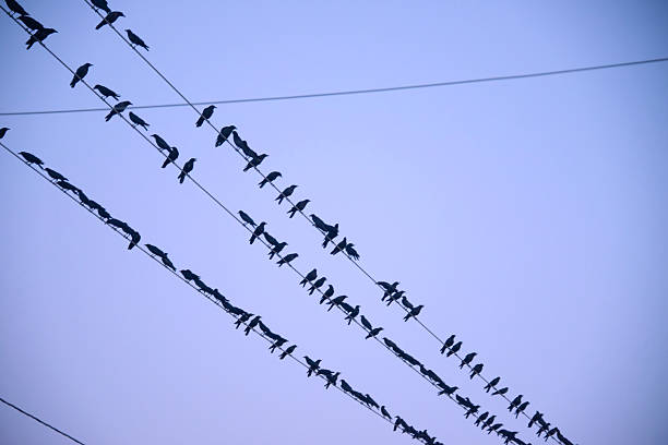 istock many crows sitting on wires against the night sky at dusk 2244112491