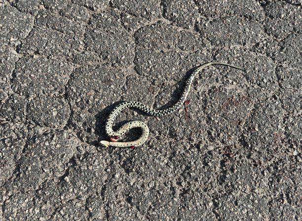 istock Car crushed snake on the asphalt road. 2244112809