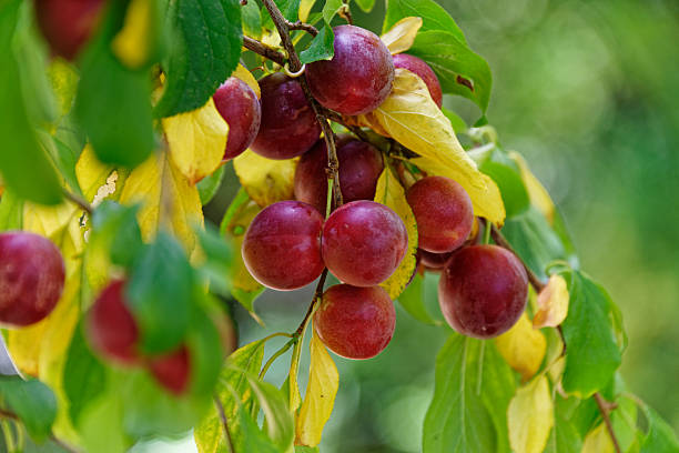 istock Plums growing in a home orchard 2244113034