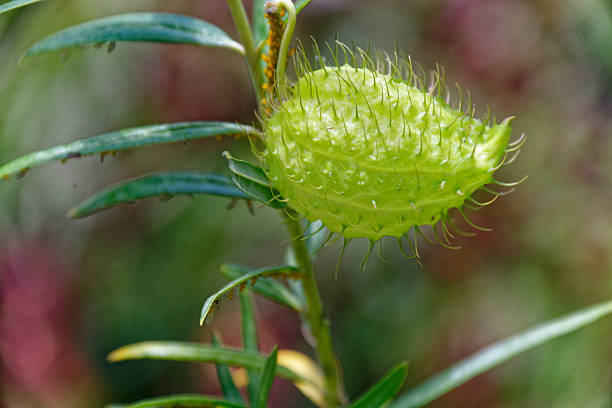The swanplant's seed pod, the shape similar to a swan, giving the plant its common name