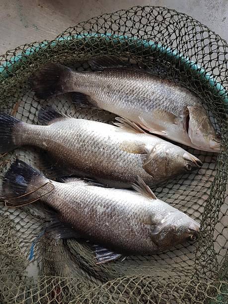 istock fish in fishing net 2244114088
