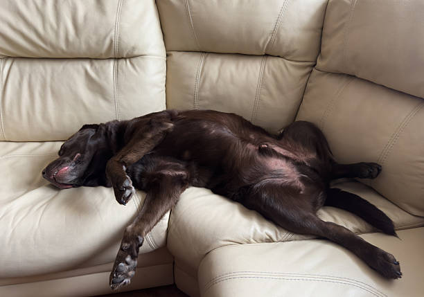 istock Brown chocolate labrador retriever dog is sleeping on sofa with pillow. Sleeping on the couch. Cute adorable tired labrador retriever dog. 2244114259