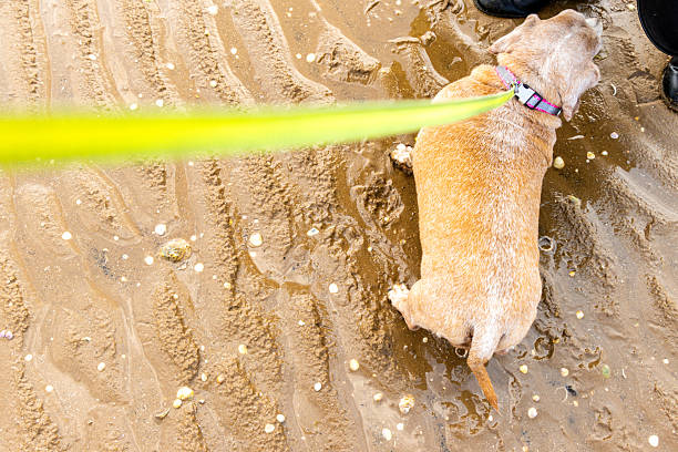 A curious Jack rusell terrier dog wanders near the water's edge, exploring the ebb and flow of the ocean tide on a quiet beach.