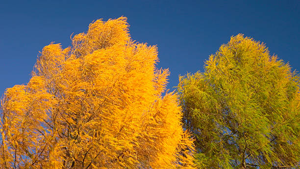 Golden autumn trees on the blue sky background. Natural calm scene in the park.