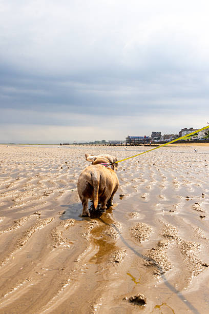 istock A Miniature Dachshund Dog Enjoying A Walk Along A British Beach 2244116644