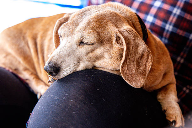 istock A Miniature Dachshund Dog Laying Down Having A Sleep 2244117596