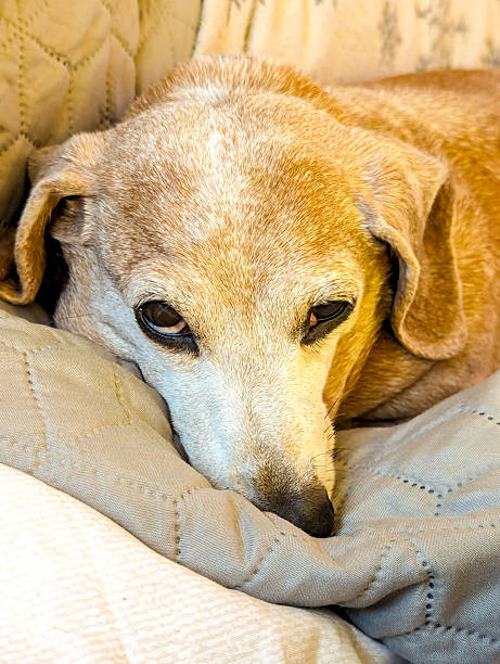 istock A Miniature Dachshund Dog Laying Down Having A Sleep 2244117601