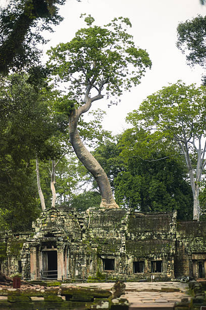 Giant Ceiba tree at the famous ruins of Ta Prohm in Angkor, Cambodia, the largest religious monument in the world by land area.