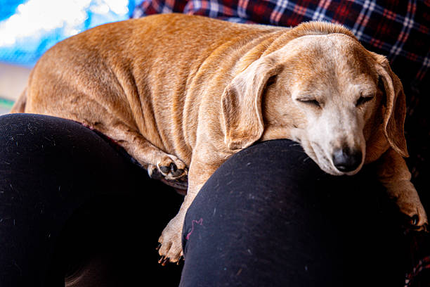 An adorable Miniature Dachshund dog having a sleep due to being tired or being unwell.