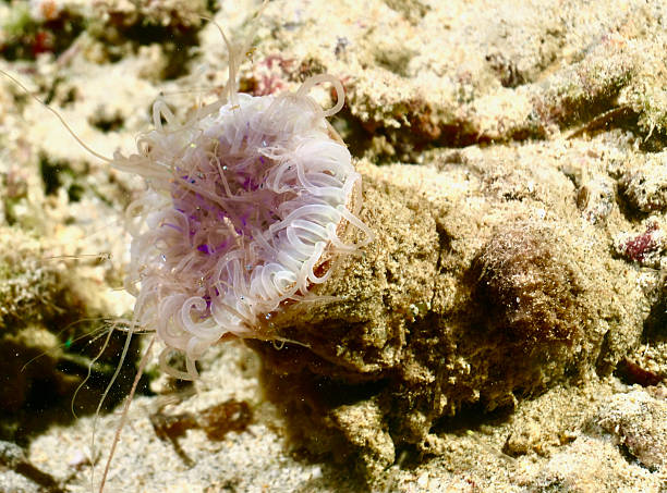 istock Tube Dwelling Sea Anemone (Cerianthus sp.) on sandy substrate 2244118063