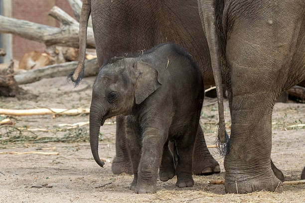 istock Young elephant and his mother 2244118253