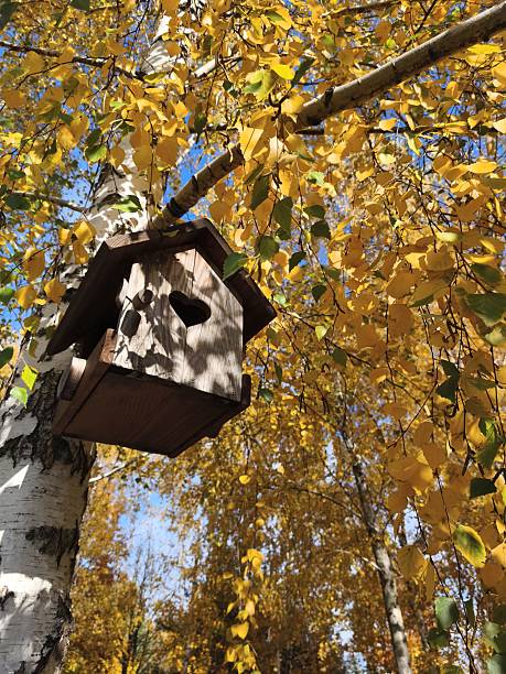 istock Wooden birdhouse on an autumn birch tree 2244118440