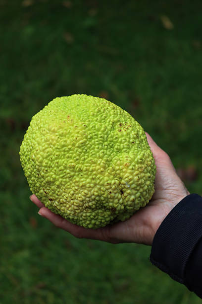 istock Woman holding fruit of Maclura pomifera tree , also called Osage orange tree 2244121137
