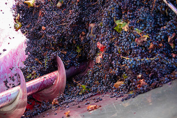 istock Ripe red grapes entering a winemaking crusher 2244121422