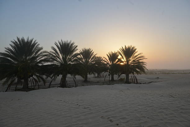 Row of palm trees in soft morning desert light