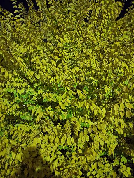 istock Beautiful autumn night images 2244121889