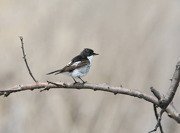 istock European pied flycatcher (Ficedula hypoleuca) 2244122005