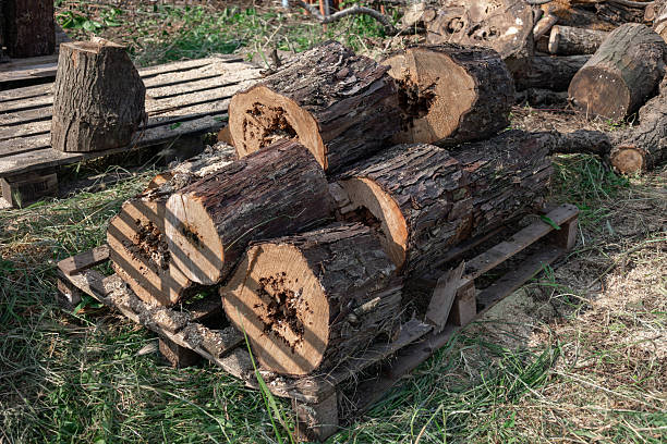 Freshly cut logs are stacked on a wooden pallet, ready for processing or use in a natural outdoor setting, surrounded by grass and wood shavings