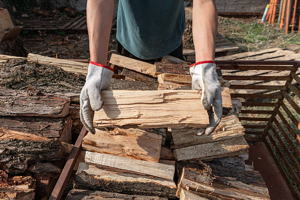istock Lumberjack holding firewood in hands, preparing for winter 2244125537