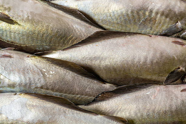 istock Freshly caught Alaskan pollock, a high-quality white fish 2244126006