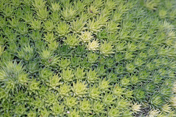 istock Green Abromeitiella chlorantha, short leaved succulent. 2244126046