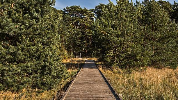 istock A tranquil boardwalk path with wooden steps winds through a sun-drenched pine forest. The scene is filled with tall trees, lush green grass, and golden light, creating a peaceful natural landscape 2244126784