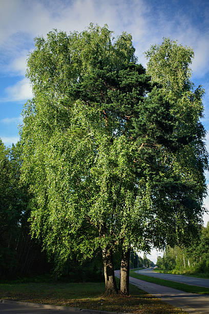 Tranquil birch tree grove in sunny summer day