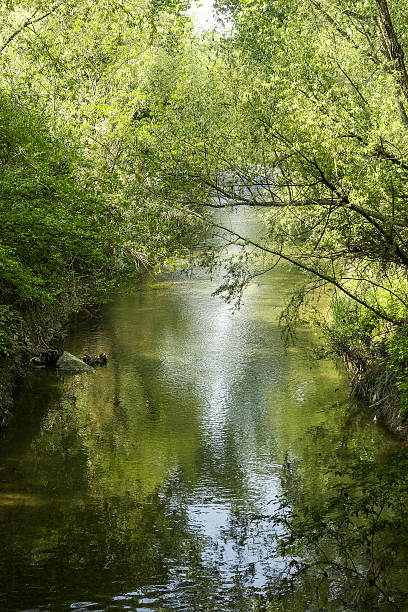 istock stream, river, canal, creek, stream, greenery, vegetation, shade, river park, nature, ecosystem 2244127299