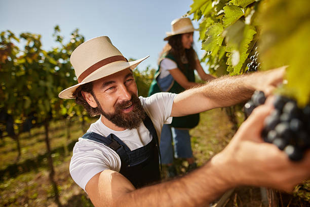 Happy couple working together, picking grapes in a sunny vineyard during harvest season