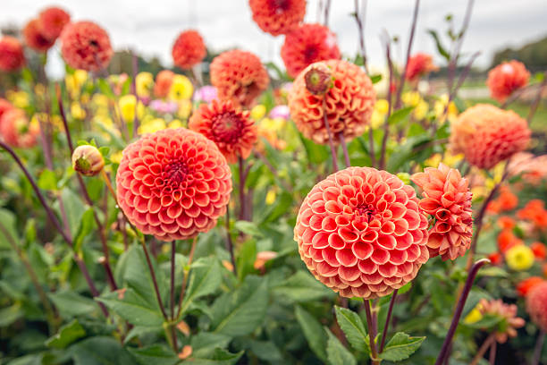 istock Orange colored Dahlia flowers close up 2244127809
