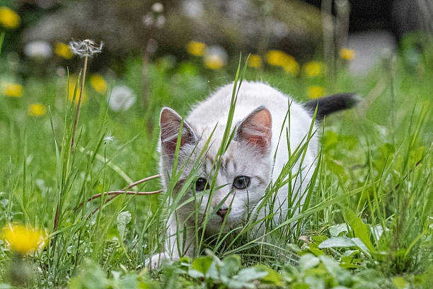 istock Beautiful white cat hiding in the grass 2244128730
