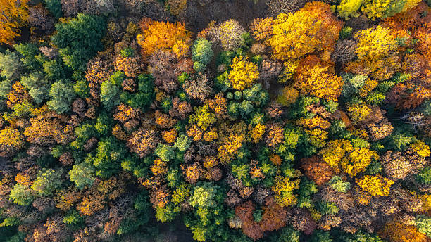 istock Aerial view of colorful autumn forest 2244130028