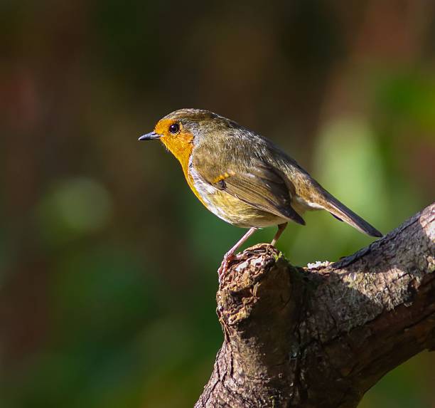 istock European Robin (Erithacus rubecula) perched on a branch 2244130590