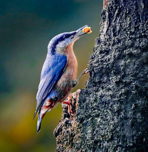 istock Sitta europaea on a tree trunk with food 2244130605
