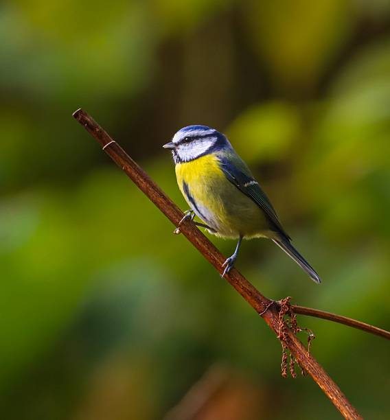 istock Eurasian Blue Tit (Cyanistes caeruleus) perched on a branch 2244130606