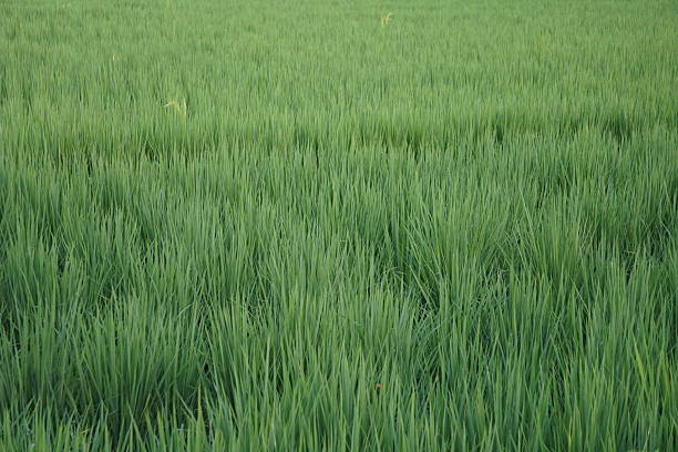 Expansive Lush Green Rice Paddy Field in Rural Area